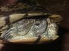 detalle hibrido trachemys  3.JPG