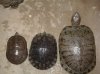 Mauremys+Trachemys+hibrido 1.JPG