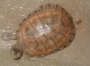 mauremys leprosa clarita.JPG