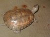 mauremys leprosa clarita 2.JPG
