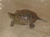 Emys orbicularis.JPG