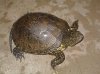 Emys orbicularis 2.JPG