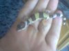 Gecko1.jpg