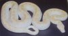 Epicrates cenchria cenchria albinos.jpg