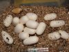 Huevos guttatus 1.jpg