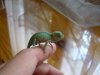 crias camaleon 001.jpg