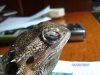 pogona ojo 001 redu.JPG