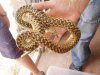 pituophis hembra.JPG