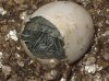 eclosion trachemys 1.JPG
