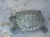 Baby Trachemys 1.JPG