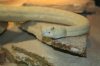 Crotalus-atrox-albino-3.jpg