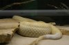 Crotalus-atrox-albino-2.jpg