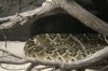 Crotalus-atrox.jpg