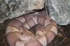 Agkistrodon-contortrix.jpg