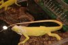 Albino iguana 2 (Small).JPG