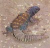 uromastyx.jpg