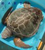 Caretta caretta 29-08-07 003.jpg