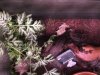 megophrys nasuta01.jpg