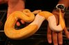 Albino Pied2 (Small).JPG