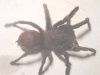 Tarantula%200.jpg