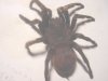 Tarantula%201.jpg