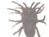 Tarantula%202.jpg