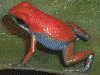 Oophaga pumilio Escudo.gif
