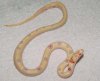 Albino Nelsons Milksnake X Thayeri Kingsnake (clown).jpg