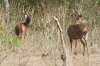 ciervos.JPG
