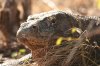 komodo5.JPG