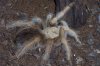 tarantula2.jpg
