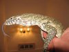varanos niloticus 041reduc.JPG