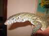 varanus niloticus reducc.JPG