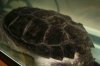 chelydra 03.jpg
