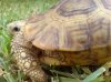 tortuga 5.jpg