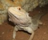 pogona2.jpg