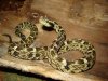 a ver......jpg