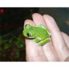 leptopelis_vermiculatus_ebinuma_4.jpg