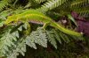 Naultinus gemmeus female Jewelled gecko 3.jpg