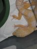 Gecko Leopardo Albino JD.JPG