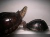 Cuora amboinensis kamaroma - Pareja 01.jpg