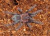 Brachypelma albopilosum.jpg