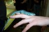 FLD-BfloZoo-BlueAlligatorLizard2.jpg