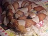 agkistrodon_contortrix.jpg