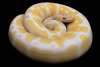 python regius albina.jpg