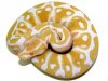python regius albina high contrast.jpg