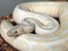 python regius albino faded.jpg