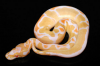 python regius albino clown.png