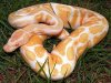 python regius albino ghost.jpg