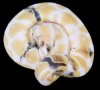 python regius albino paradox.jpg